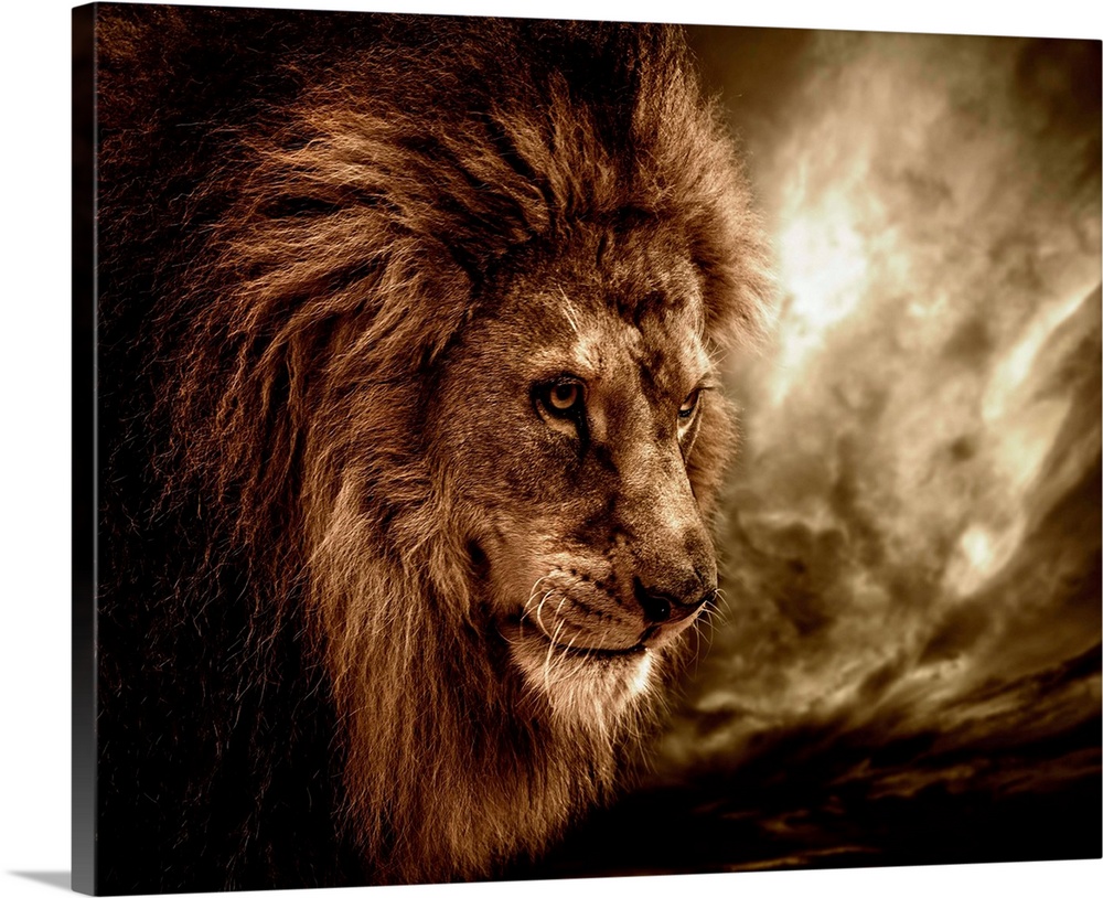 LION BIG CAT SERIES BRILLIANTLY CAPTURED CANVAS ART PRINT PICTURE Art Williams 