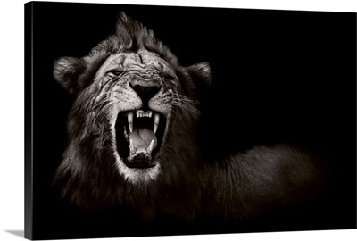 Lion Displaying His Teeth - black and white photograph