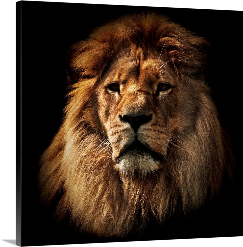 Lion portrait on black background Wall Art, Canvas Prints, Framed Prints,  Wall Peels | Great Big Canvas
