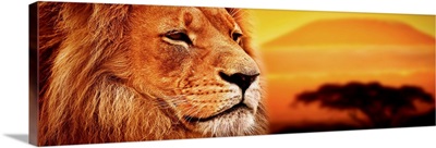 Lion portrait on savanna landscape