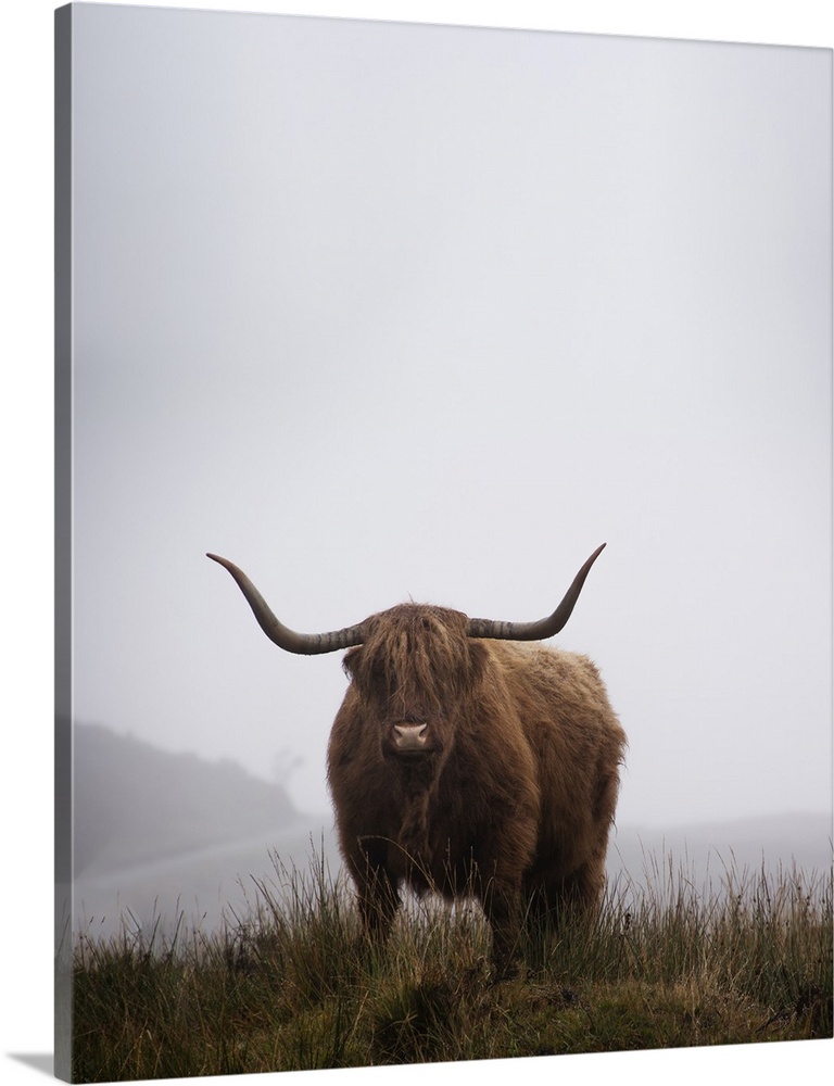 Lone Highland Cow standing in foggy field on the Isle of Skye in Scotland.