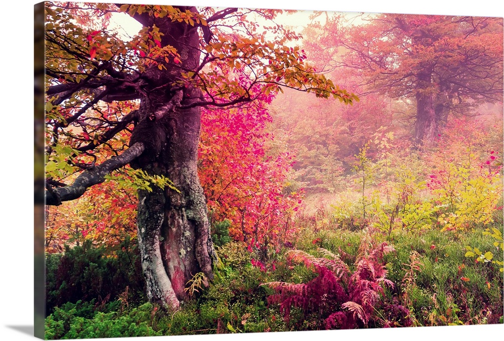 Majestic landscape with autumn trees in forest. Carpathian, Ukraine, Europe.