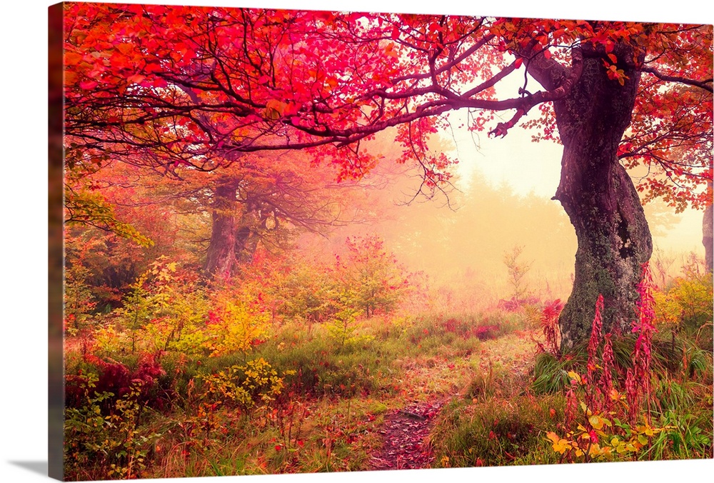 Majestic landscape with autumn trees in forest. Carpathian, Ukraine.