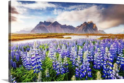 Majestic Lupine Flowers, Iceland