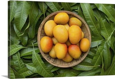 Mango Tropical Fruit In Wooden Basket Put On Green Leaf Background, Top View