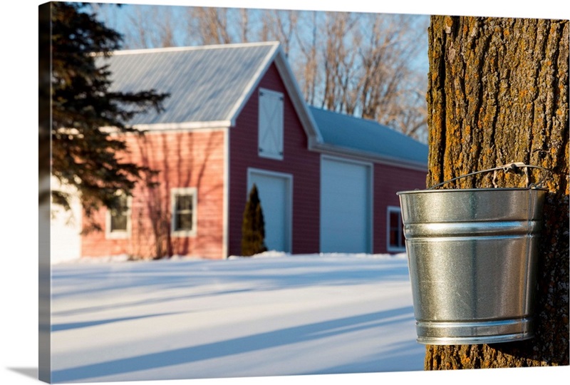 Maple Syrup Tapping | Great Big Canvas