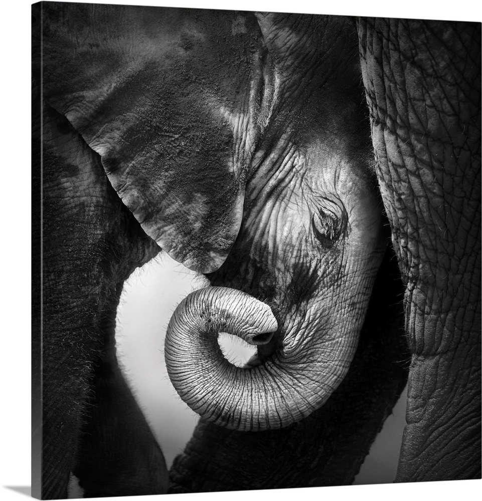 Baby elephant seeking comfort against mother's leg in Etosha National Park.