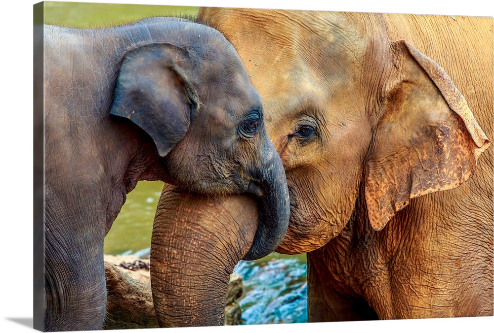Cuddling elephant and baby elephant in the river. Sri Lanka.