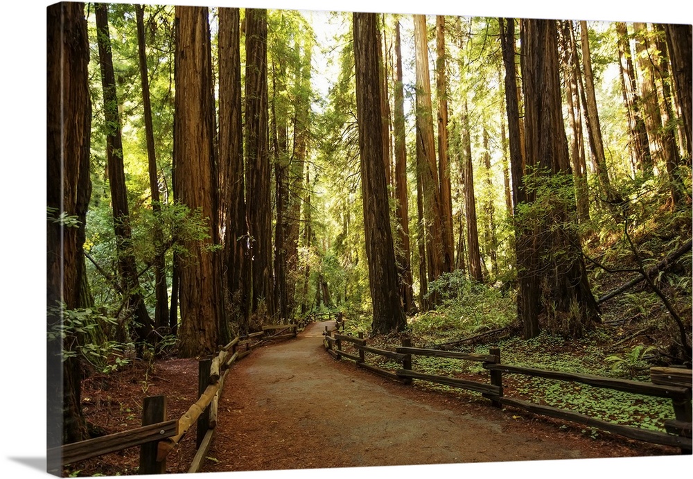 Muir Woods National Monument Near San Francisco In California