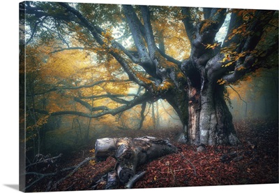 Old Magical Fairy Tree With Big Branches And Orange Leaves In Autumn