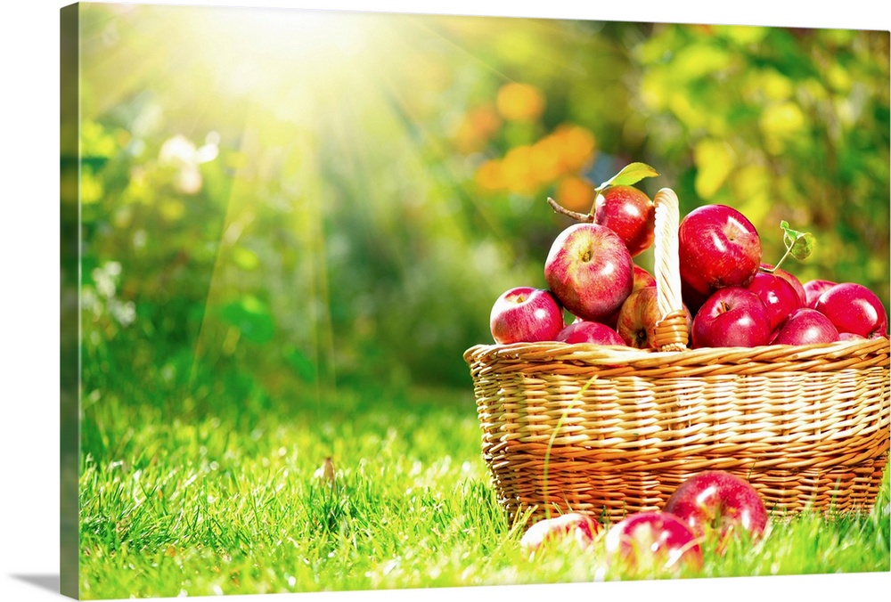 Organic Apples in a Basket outdoors.