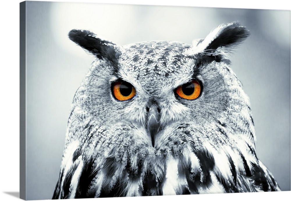 Photograph of piercing owl eyes.