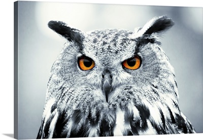 Piercing Owl Eyes