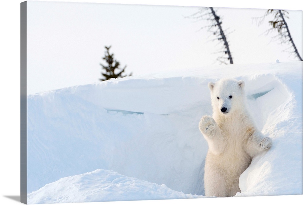 Polar bear cub coming out of den.