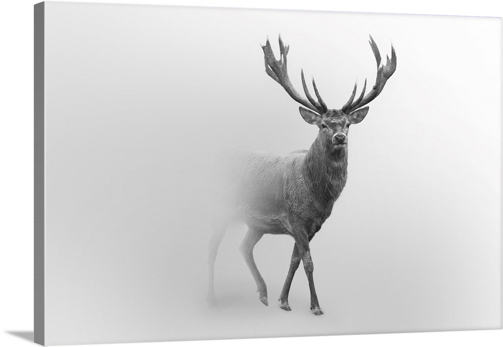 Red deer walking in a foggy background.