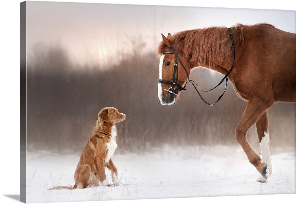 Red horse and red dog walking in the field in winter.