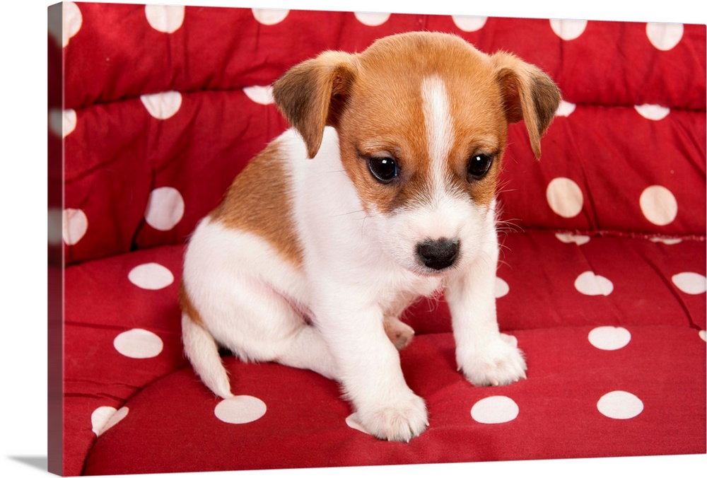 Red spotted pet bed with little Jack Russel puppy
