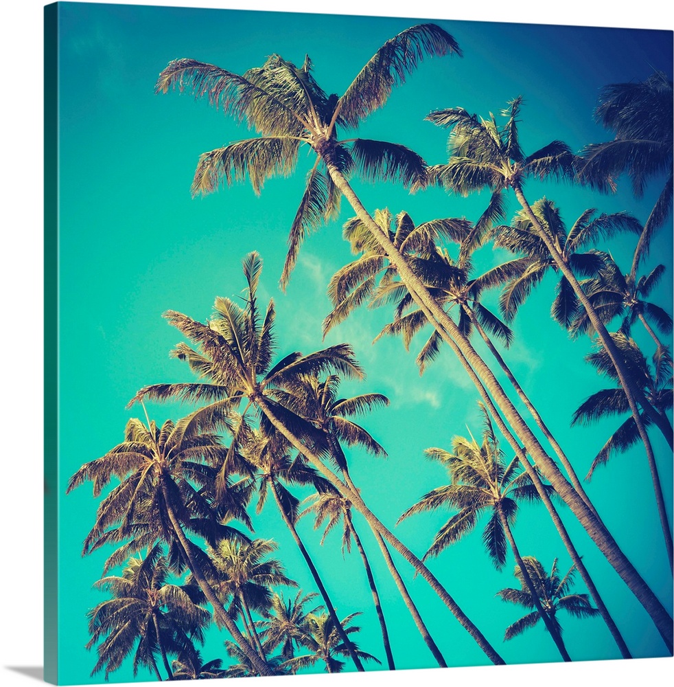 Retro Vintage Style Photo Of Diagonal Palm Trees In Hawaii.