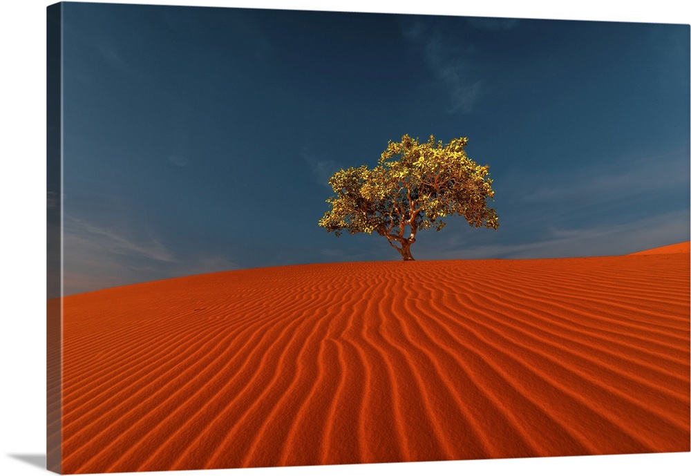Rippled Sand Dunes And Tree Growing Under Blue Sky In Desert