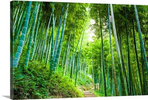 Road through the bamboo forest image thumbnail