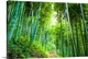 image thumbnail of Road through the bamboo forest.
