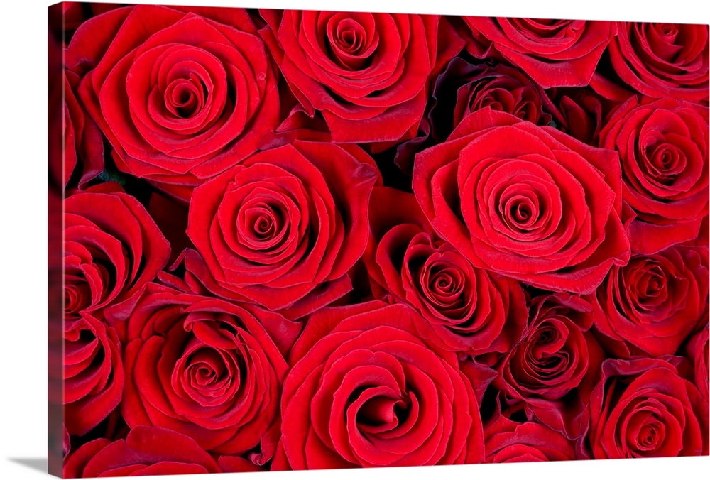Many red roses as a floral background.