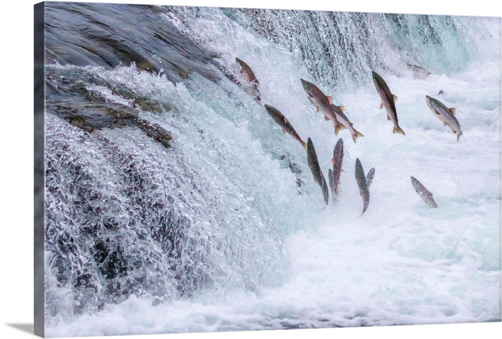 Salmon Jumping Up the Brooks Falls at Katmai National Park Alaska.