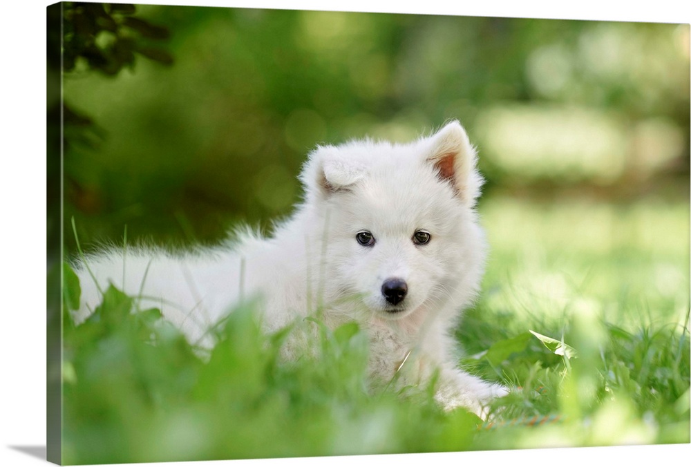 Portrait Of A Samoyed Dog Puppy