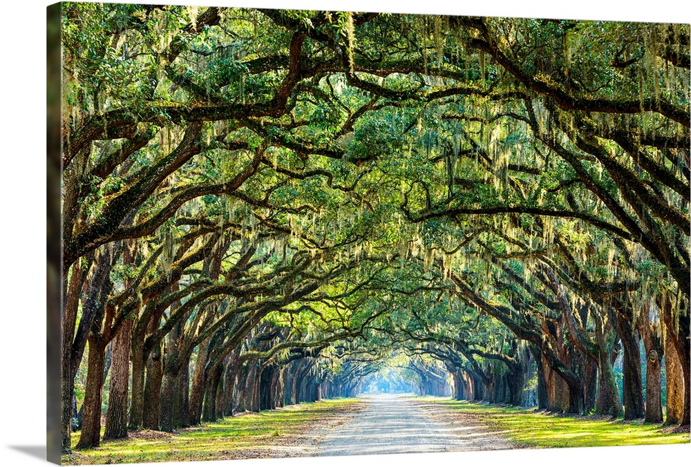 Savannah, Georgia, oak tree lined road at historic Wormsloe Plantation.