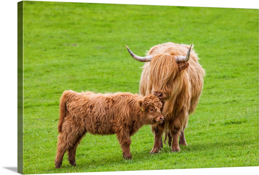 Scottish Cattle and Calf.