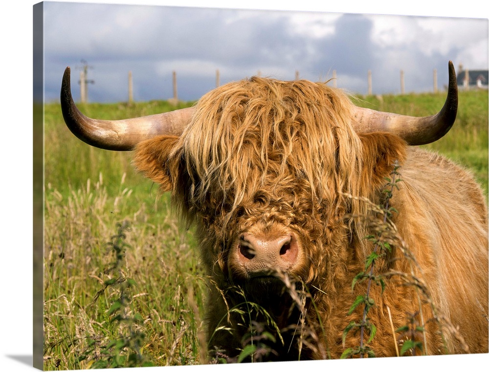 Scottish Cow In Highlands.