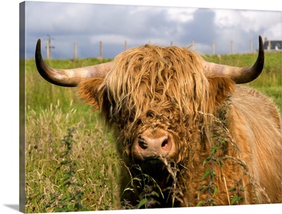 Scottish Cow In Highlands