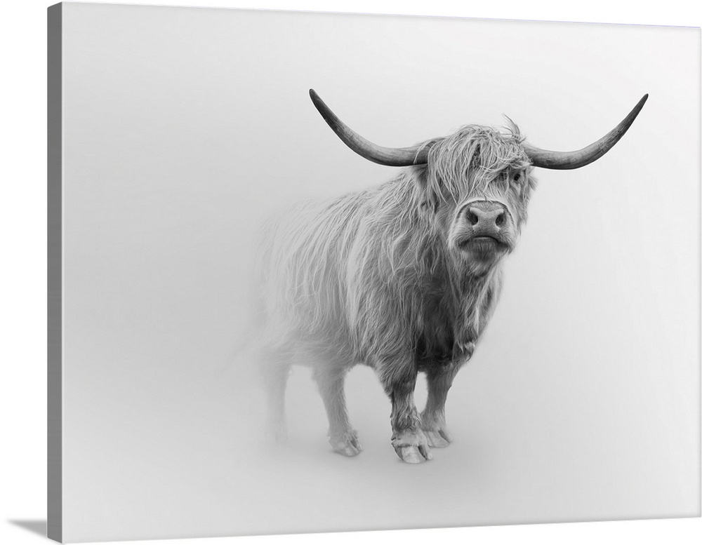 Photograph of Scottish Highland cattle.