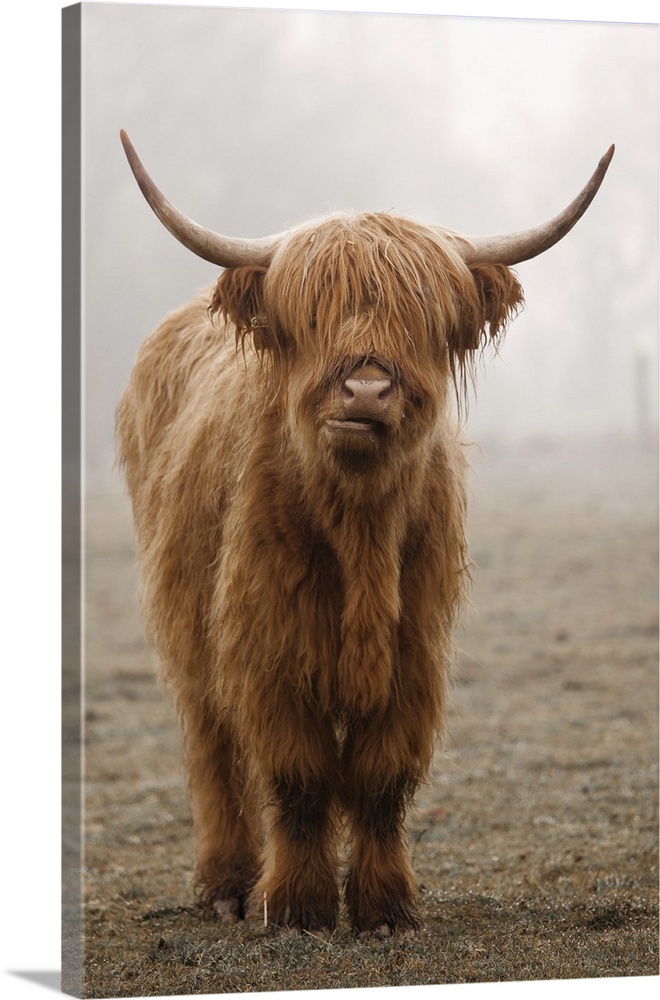 LARGE BLACK HIGHLAND COW by LIVING NATURE