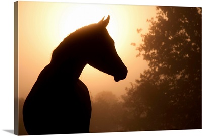 Silhouette of a beautiful Arabian horse against sun shining through heavy fog