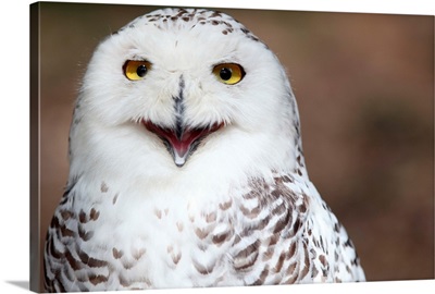 Snowy owl almost appearing as if smiling