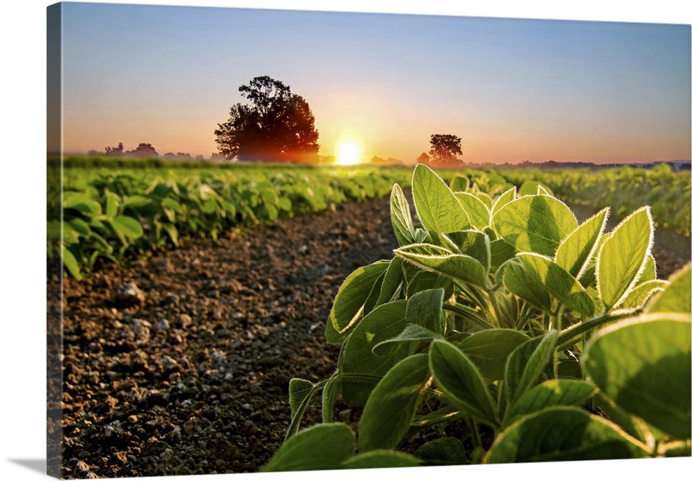 Soybean field and soy plants in early morning. Soy agriculture.