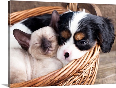 Spaniel puppy and kitten sleeping in basket