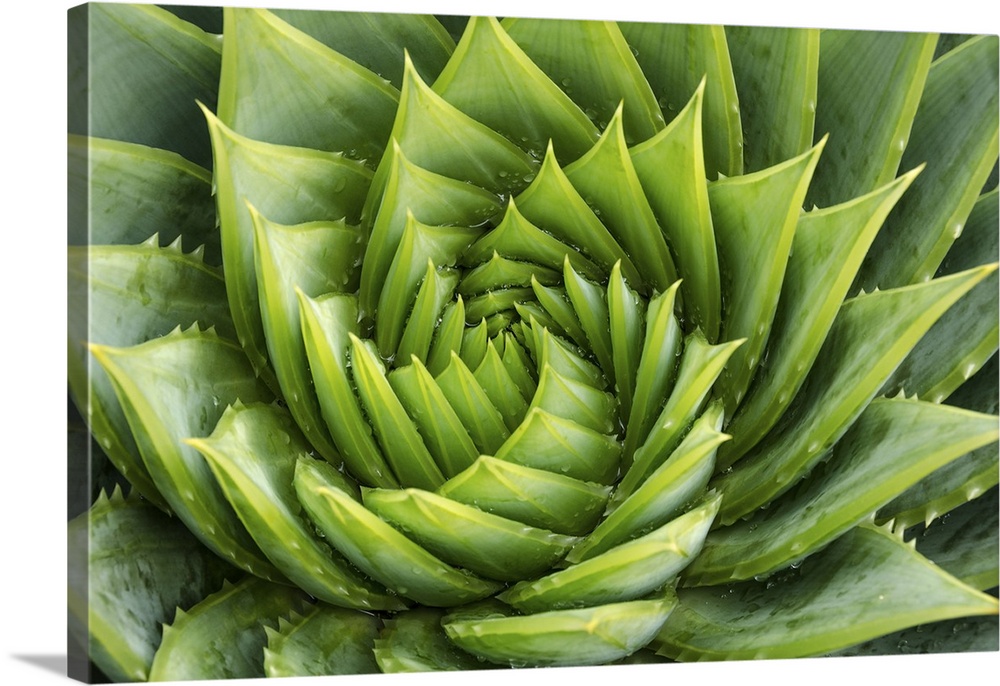 Spiral aloe vera with water drops, close-up.