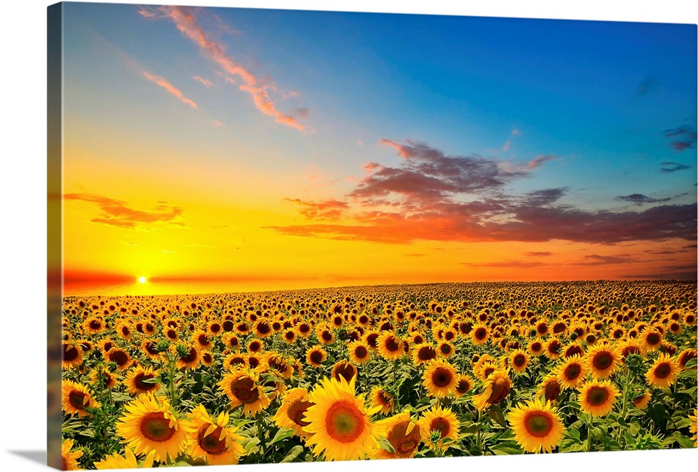 Field of blooming sunflowers at sunset.