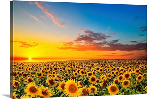 Sunflowers in a field at sunset | Great Big Canvas