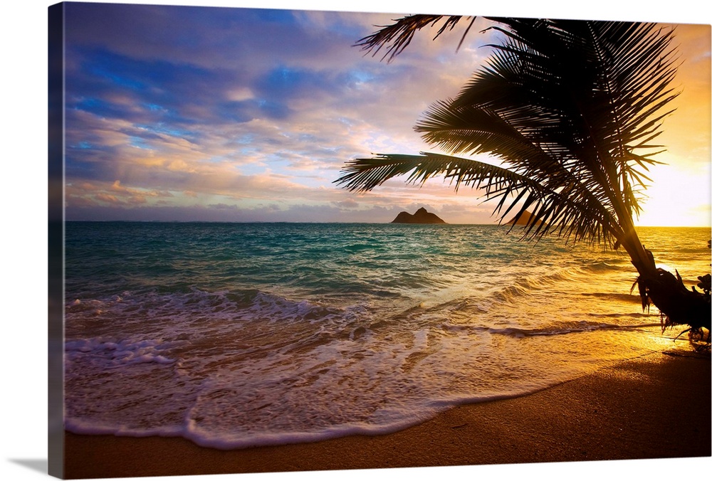 Sunrise at Lanikai beach in Hawaii through the silhouetted branhes of a coconut palm.