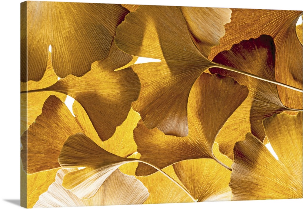 The background from fresh green ginkgo biloba leaves.