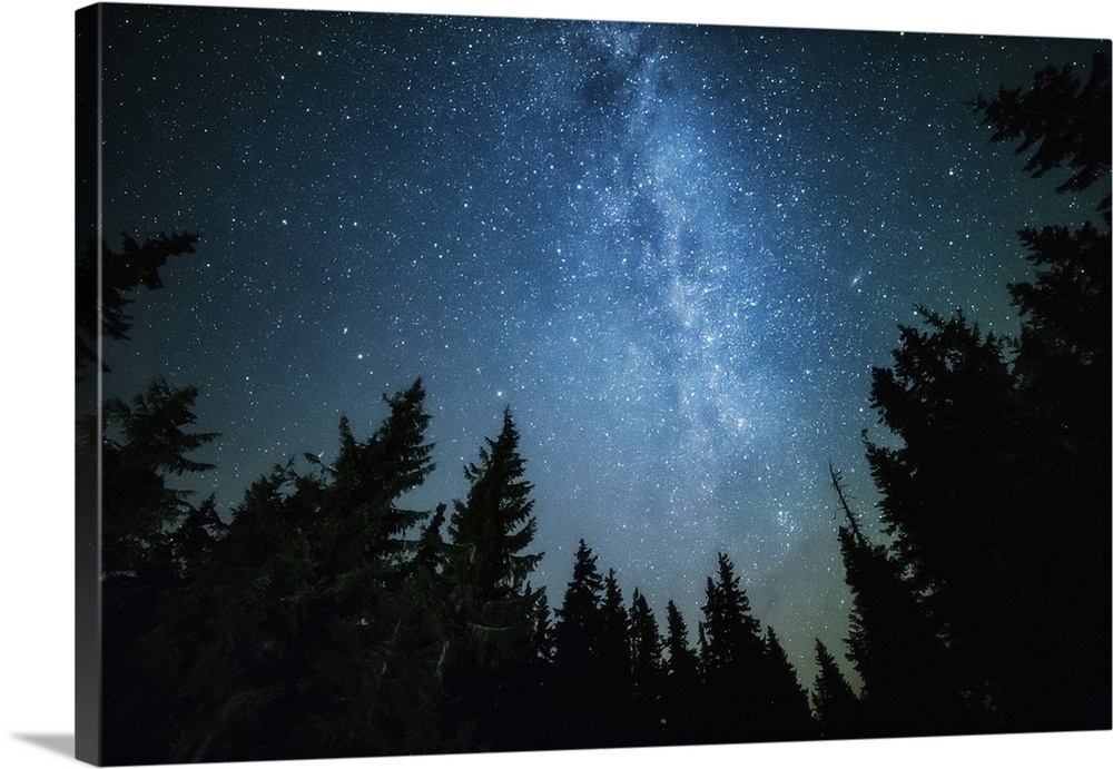 The Milky Way rises over the pine trees.