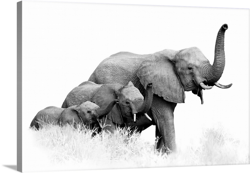 Artistic, black and white photo of three African Bush Elephants, from adults to newborn calf, coming together with trunks ...