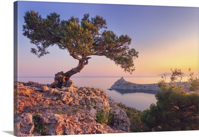 Tree Growing Out Of The Rock At Sunrise, Crimea