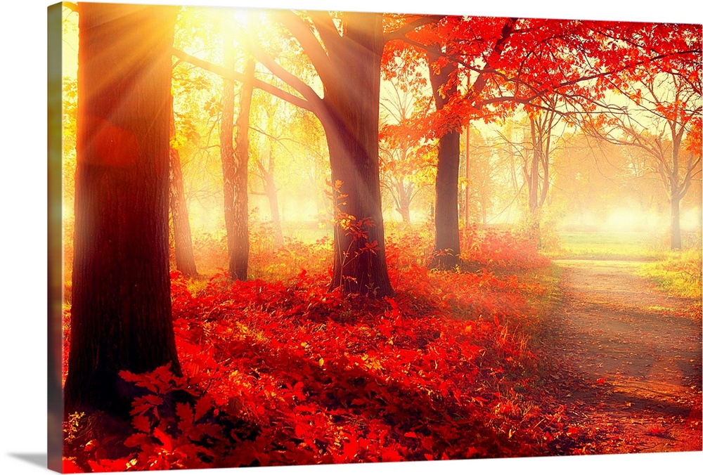 Autumn. Fall scene. Beautiful Autumnal park. Beauty nature scene. Autumn Trees and Leaves, foggy for