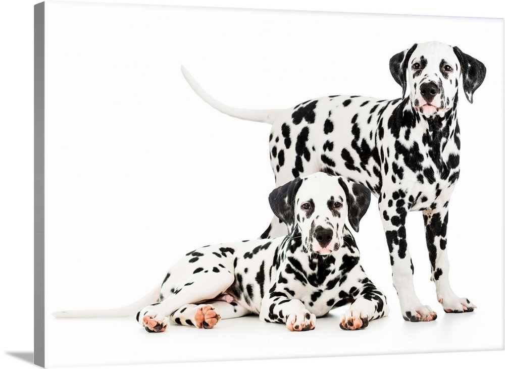 Two Dalmatian dogs together