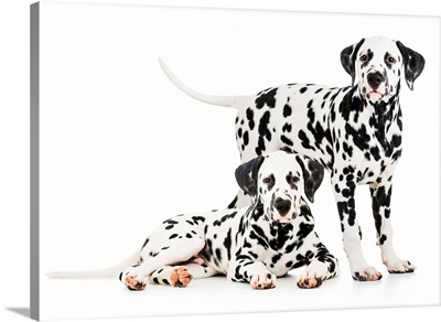 Two Dalmatian Dogs