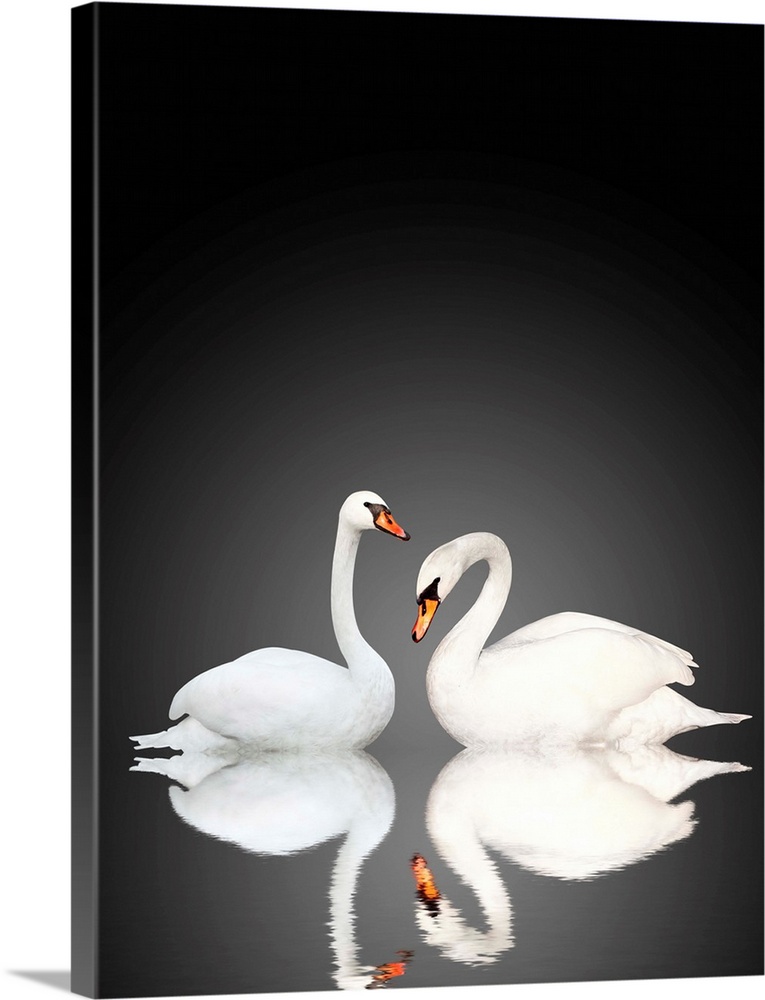 Two white swans on black background